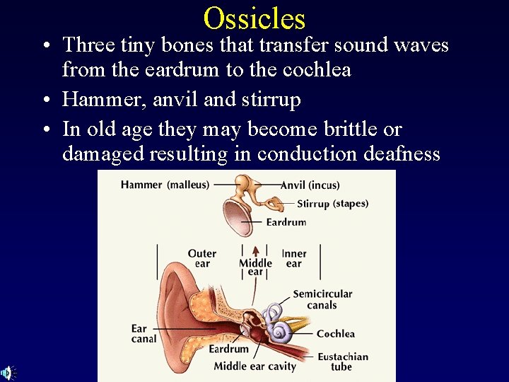Ossicles • Three tiny bones that transfer sound waves from the eardrum to the