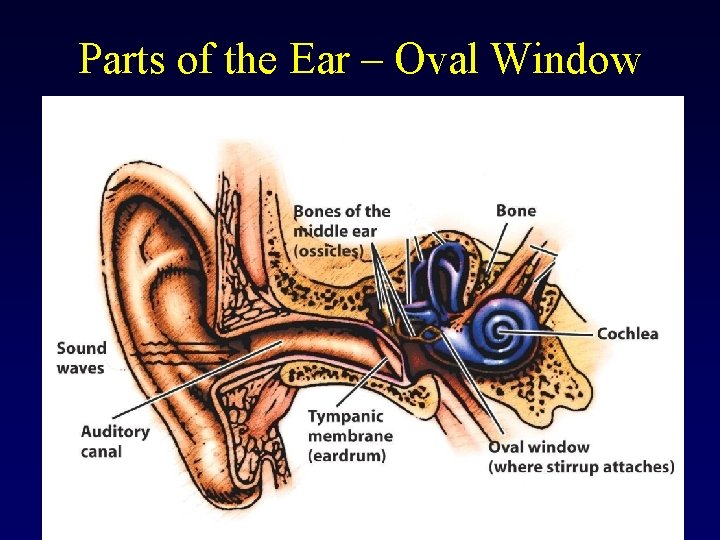 Parts of the Ear – Oval Window 