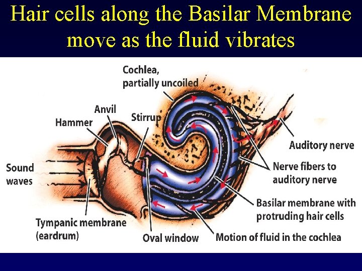 Hair cells along the Basilar Membrane move as the fluid vibrates 