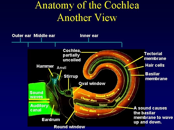 Anatomy of the Cochlea Another View Outer ear Middle ear Inner ear Cochlea, partially
