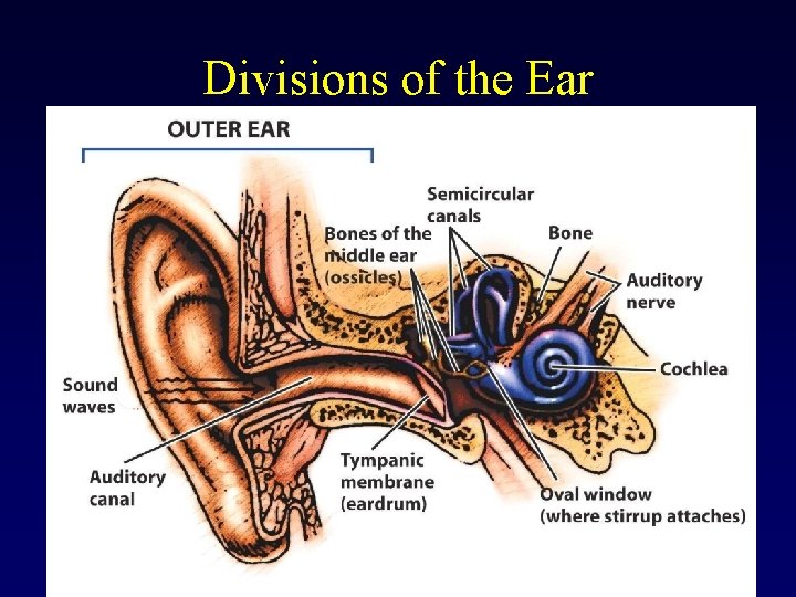 Divisions of the Ear 