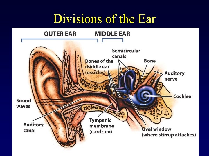 Divisions of the Ear 