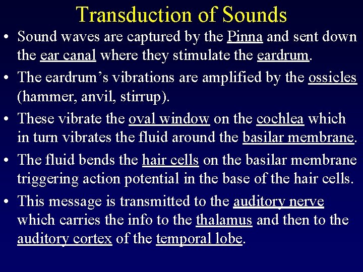 Transduction of Sounds • Sound waves are captured by the Pinna and sent down