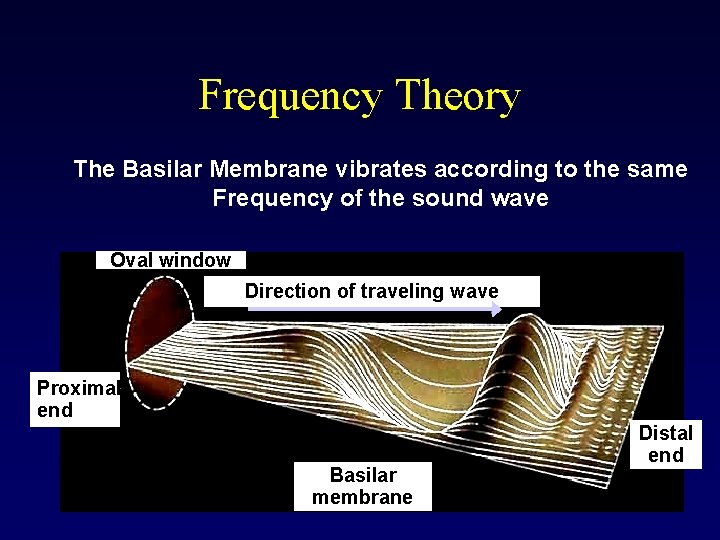 Frequency Theory The Basilar Membrane vibrates according to the same Frequency of the sound
