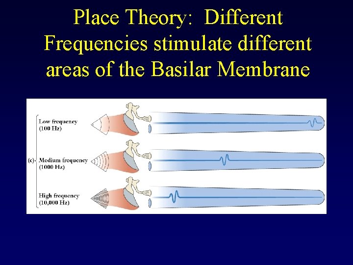 Place Theory: Different Frequencies stimulate different areas of the Basilar Membrane 