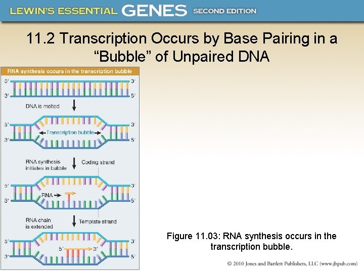 the following shows a transcription bubble identify... Chapter 11 Bacterial Transcription 11 1 Introduction Transcription