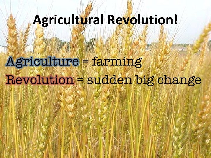 Agricultural Revolution! 