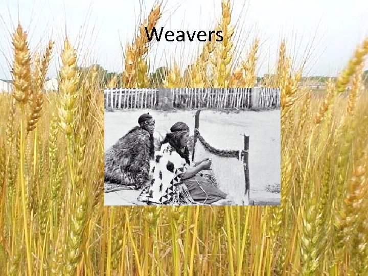 Weavers 