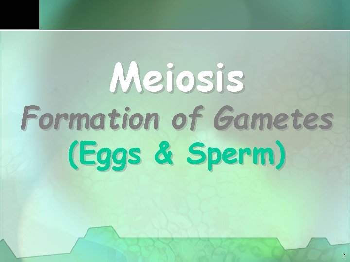 Meiosis Formation of Gametes (Eggs & Sperm) 1 