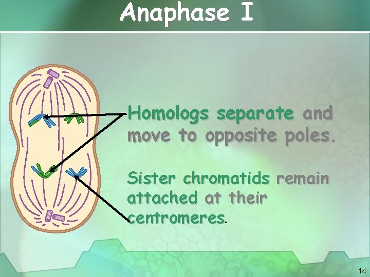 Anaphase I Homologs separate and move to opposite poles. Sister chromatids remain attached at