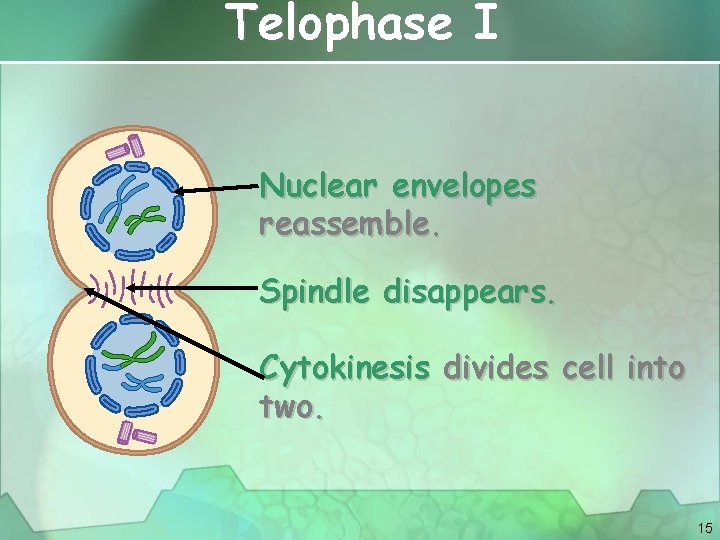 Telophase I Nuclear envelopes reassemble. Spindle disappears. Cytokinesis divides cell into two. 15 