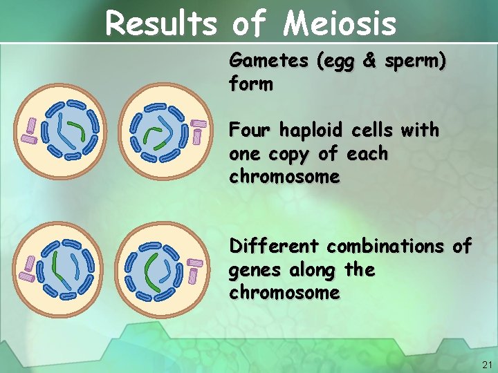 Results of Meiosis Gametes (egg & sperm) form Four haploid cells with one copy