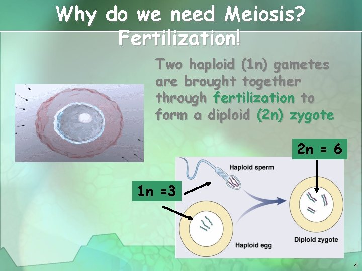 Why do we need Meiosis? Fertilization! Two haploid (1 n) gametes are brought together