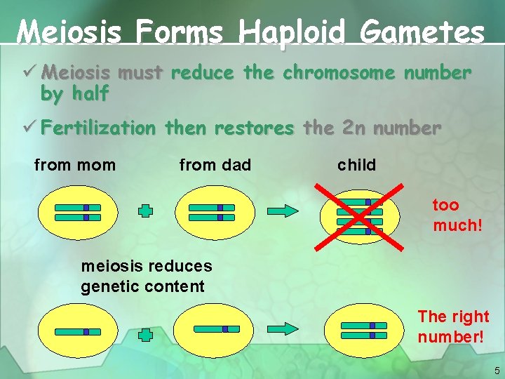 Meiosis Forms Haploid Gametes ü Meiosis must reduce the chromosome number by half ü