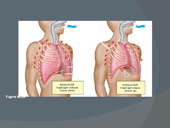 Rib cage expands as rib muscles contract Air inhaled Rib cage gets smaller as