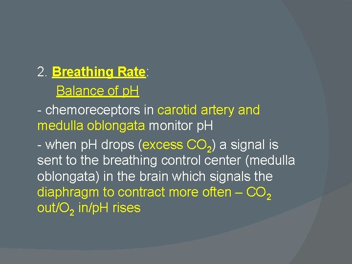 2. Breathing Rate: Balance of p. H - chemoreceptors in carotid artery and medulla