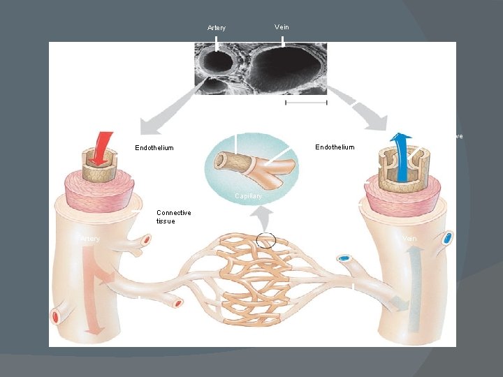 Vein Artery Basement membrane Endothelium 100 µm Valve Endothelium Smooth muscle Connective tissue Smooth