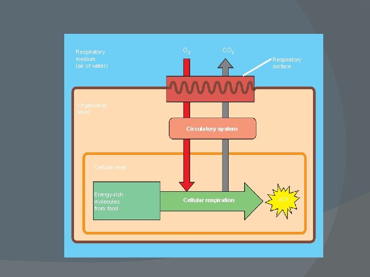 Respiratory medium (air of water) O 2 CO 2 Respiratory surface Organismal level Circulatory