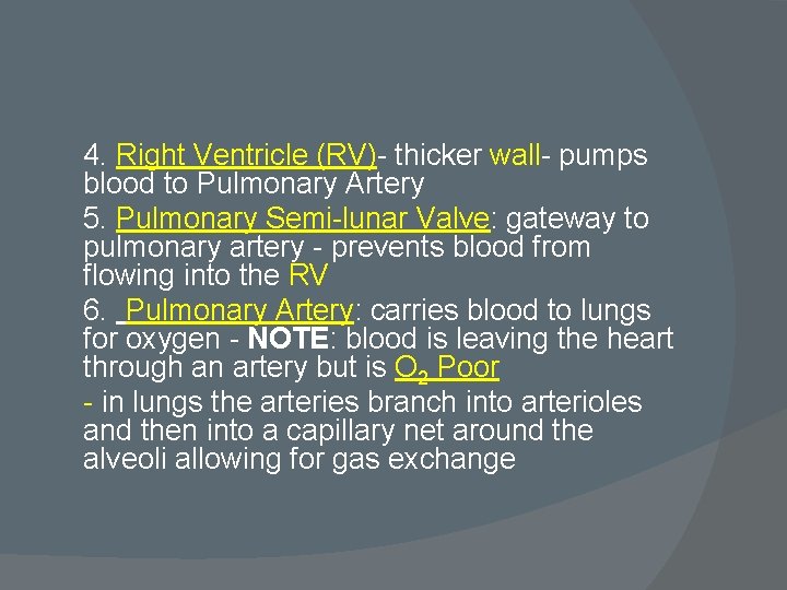 4. Right Ventricle (RV)- thicker wall- pumps blood to Pulmonary Artery 5. Pulmonary Semi-lunar