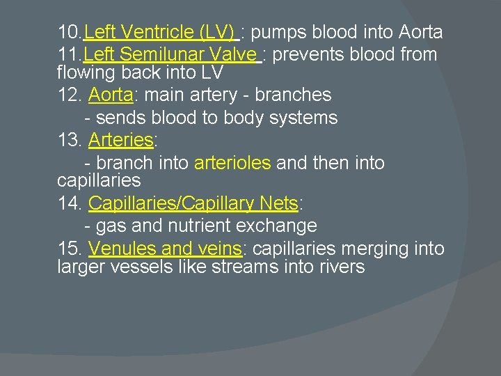10. Left Ventricle (LV) : pumps blood into Aorta 11. Left Semilunar Valve :