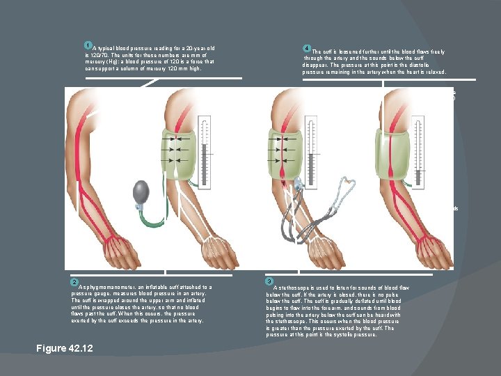 1 A typical blood pressure reading for a 20 -year-old is 120/70. The units