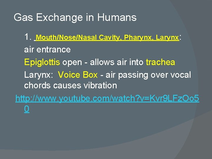 Gas Exchange in Humans 1. Mouth/Nose/Nasal Cavity, Pharynx, Larynx: air entrance Epiglottis open -