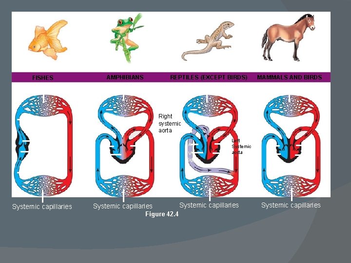 AMPHIBIANS REPTILES (EXCEPT BIRDS) MAMMALS AND BIRDS Lung and skin capillaries Lung capillaries FISHES