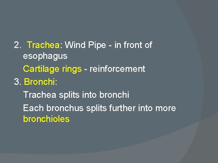 2. Trachea: Wind Pipe - in front of esophagus Cartilage rings - reinforcement 3.