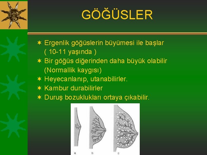 GÖĞÜSLER ¬ Ergenlik göğüslerin büyümesi ile başlar ( 10 -11 yaşında ) ¬ Bir