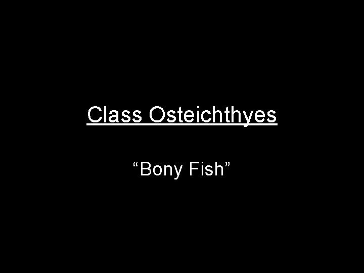 Class Osteichthyes “Bony Fish” 