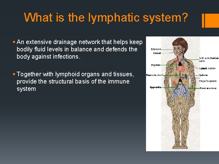 What is the lymphatic system? § An extensive drainage network that helps keep bodily