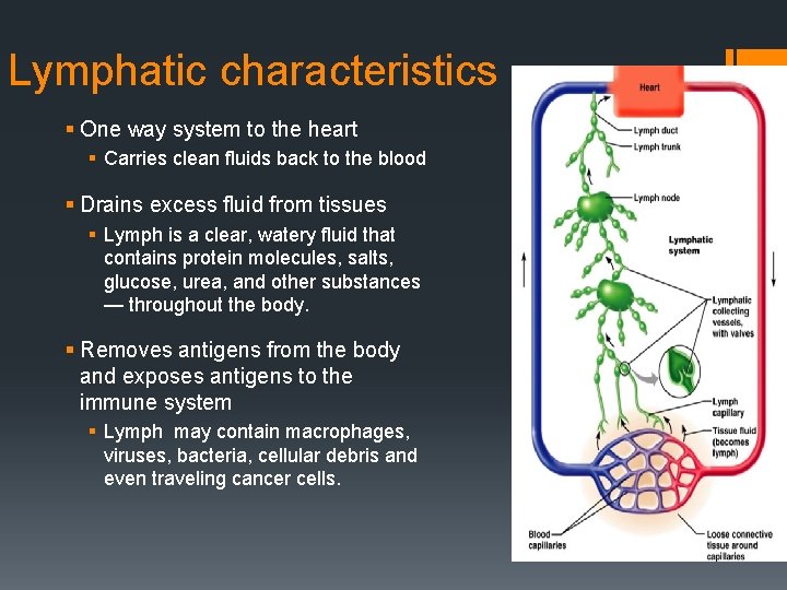 Lymphatic characteristics § One way system to the heart § Carries clean fluids back
