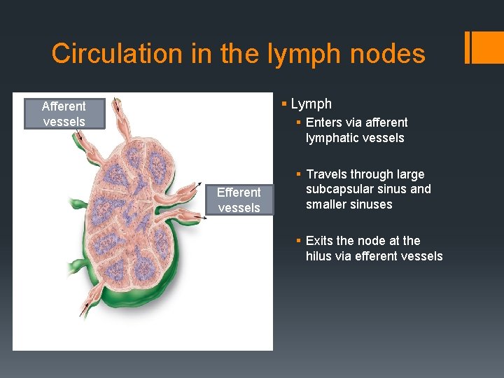 Circulation in the lymph nodes § Lymph Afferent vessels § Enters via afferent lymphatic