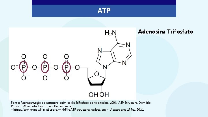 ATP Adenosina Trifosfato Fonte: Representação de estrutura química de Trifosfato de Adenosina, 2008. ATP