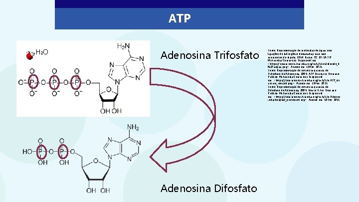 ATP H 2 O Adenosina Trifosfato Adenosina Difosfato Fonte: Representação de moléculas de água