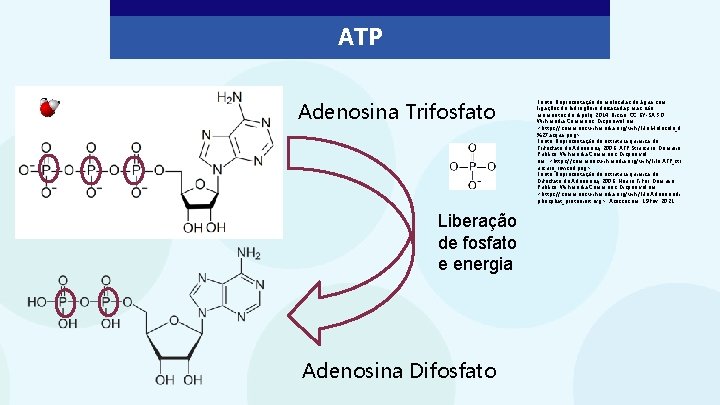 ATP Adenosina Trifosfato Liberação de fosfato e energia Adenosina Difosfato Fonte: Representação de moléculas