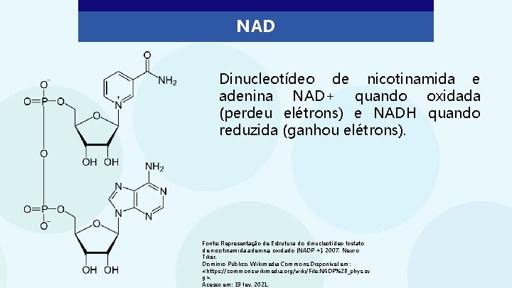 NAD Dinucleotídeo de nicotinamida e adenina NAD+ quando oxidada (perdeu elétrons) e NADH quando