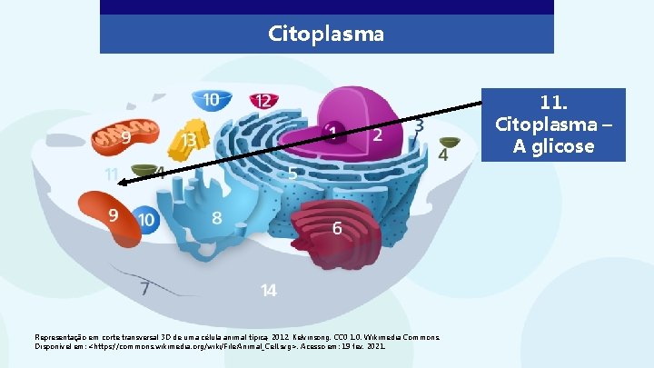 Citoplasma 11. Citoplasma – A glicose Representação em corte transversal 3 D de uma