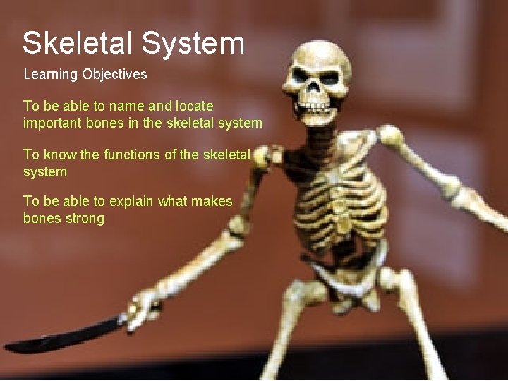 Skeletal System Learning Objectives To be able to name and locate important bones in