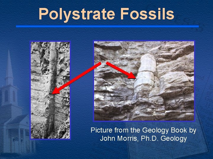 Polystrate Fossils Picture from the Geology Book by John Morris, Ph. D. Geology Polystrate Fossils Picture from the Geology Book by John Morris, Ph. D. Geology