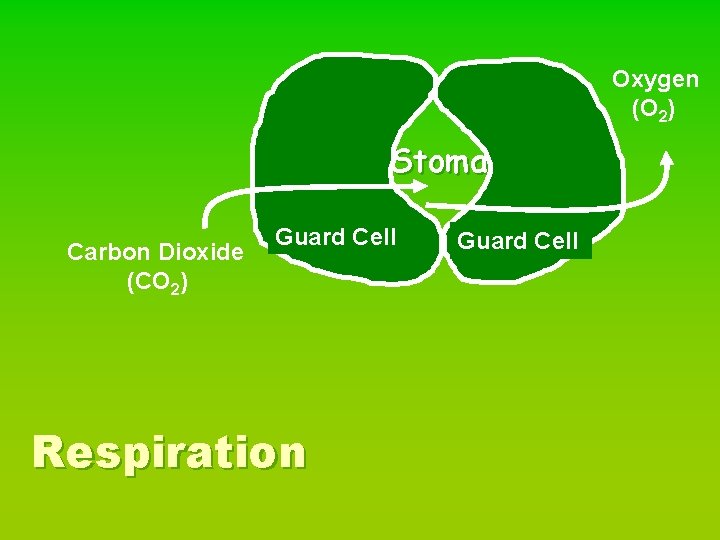 Oxygen (O 2) Stoma Carbon Dioxide (CO 2) Guard Cell Respiration Guard Cell 