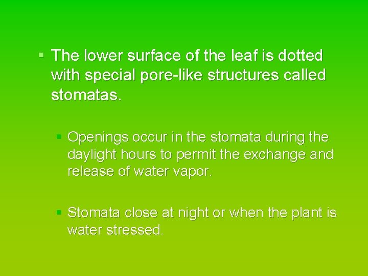 § The lower surface of the leaf is dotted with special pore-like structures called