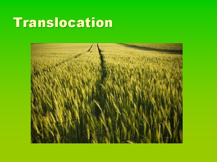 Translocation 