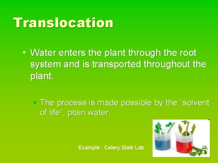 Translocation § Water enters the plant through the root system and is transported throughout