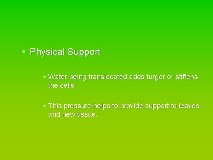 § Physical Support § Water being translocated adds turgor or stiffens the cells. §