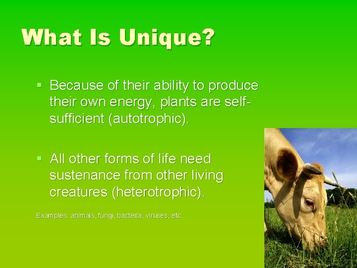What Is Unique? § Because of their ability to produce their own energy, plants