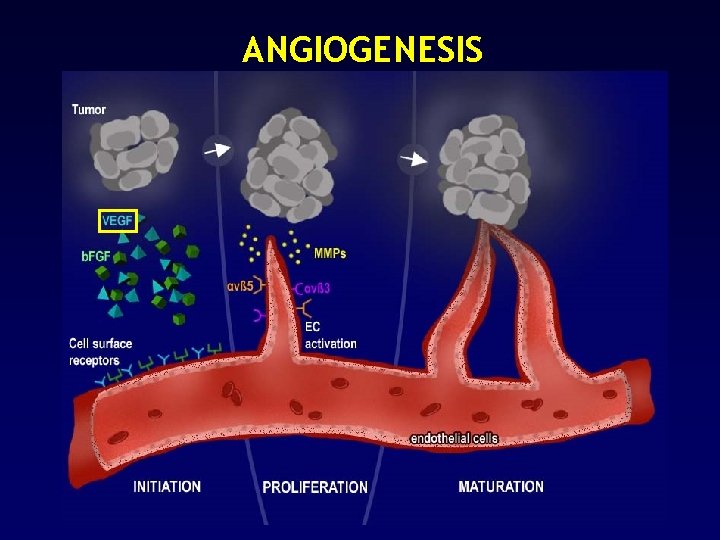 ANGIOGENESIS 