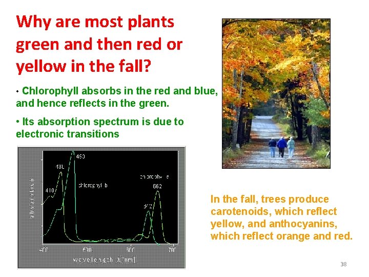 Why are most plants green and then red or yellow in the fall? •