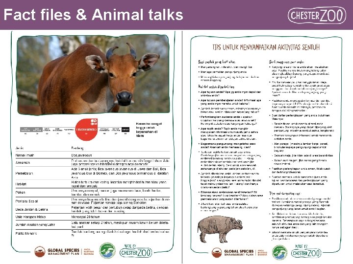 Fact files & Animal talks 