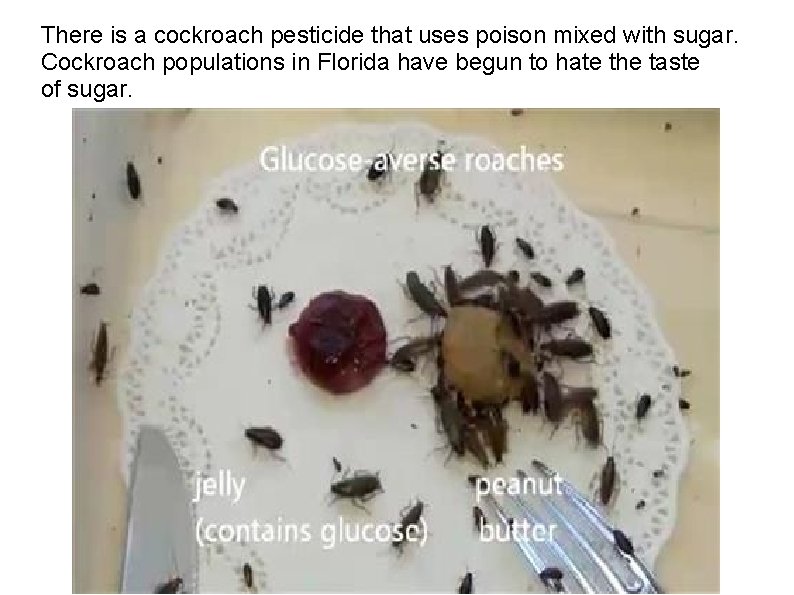 There is a cockroach pesticide that uses poison mixed with sugar. Cockroach populations in